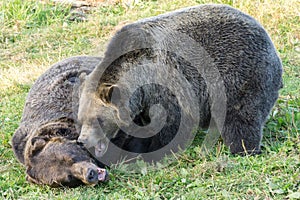 Grizzly bears fight