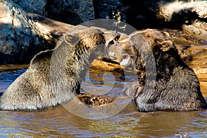 Grizzly Bears fighting