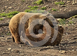 Grizzly bears fighting