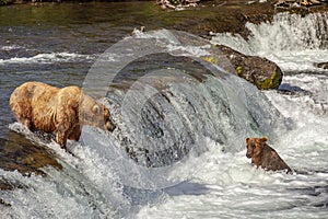 Grizzly bears fishing for salmon