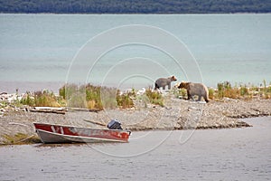 Grizzly bears fishing for salmon