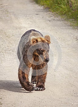 Grizzly bears fishing for salmon