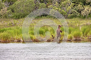 Grizzly bears fishing for salmon