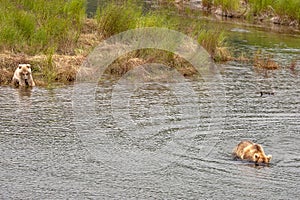 Grizzly bears fishing for salmon