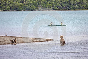 Grizzly bears fishing for salmon