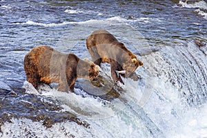 Grizzly bears fishing for salmon