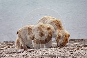 Grizzly bears fishing for salmon