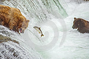 Grizzly bears fishing for salmon