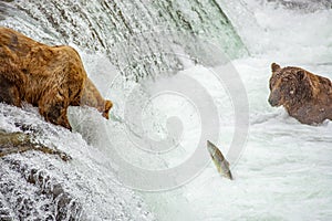 Grizzly bears fishing for salmon