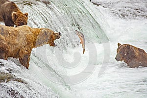 Grizzly bears fishing for salmon