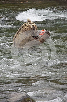 Grizzly bears fishing for salmon