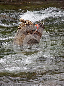 Grizzly bears fishing for salmon