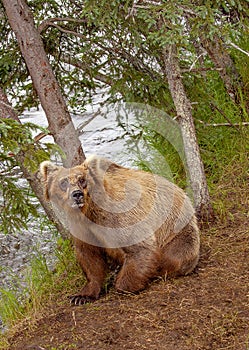 Grizzly bears fishing for salmon