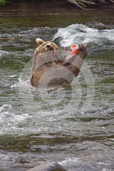 Grizzly bears fishing for salmon