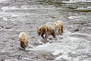 Grizzly bears fishing for salmon