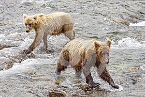 Grizzly bears fishing for salmon