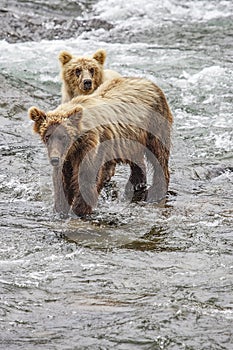 Grizzly bears fishing for salmon