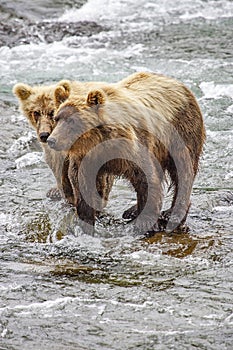 Grizzly bears fishing for salmon