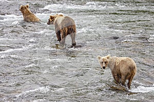 Grizzly bears fishing for salmon