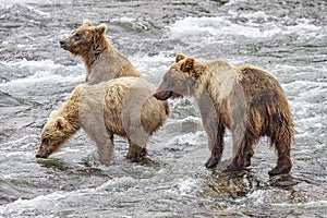 Grizzly bears fishing for salmon