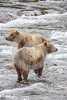 Grizzly bears fishing for salmon