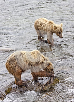 Grizzly bears fishing for salmon