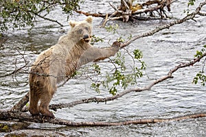 Grizzly bears fishing for salmon