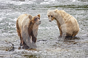 Grizzly bears fishing for salmon