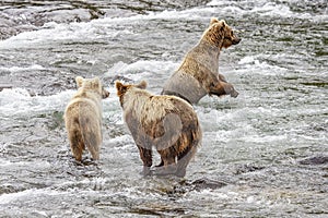 Grizzly bears fishing for salmon