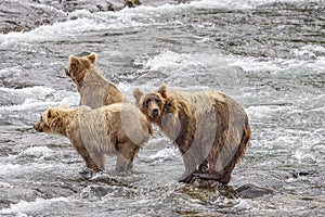 Grizzly bears fishing for salmon