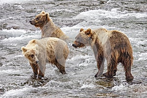 Grizzly bears fishing for salmon