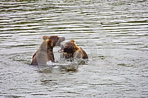 Grizzly bears fishing for salmon