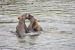 Grizzly bears fishing for salmon