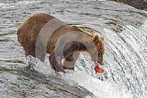 Grizzly bears fishing for salmon