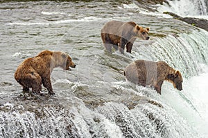 Grizzly bears fishing for salmon