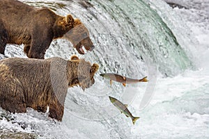 Grizzly bears fishing for salmon