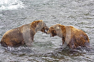 Grizzly bears fishing for salmon