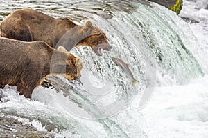 Grizzly bears fishing for salmon