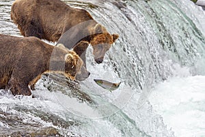 Grizzly bears fishing for salmon