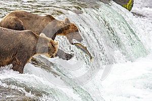 Grizzly bears fishing for salmon