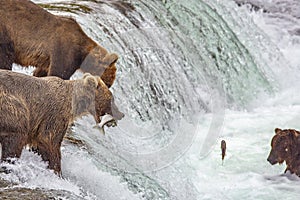 Grizzly bears fishing for salmon