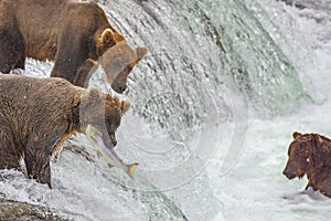 Grizzly bears fishing for salmon