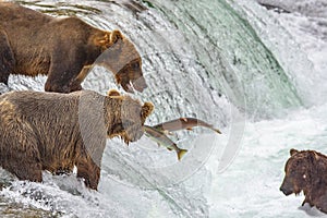 Grizzly bears fishing for salmon