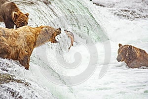 Grizzly bears fishing for salmon photo