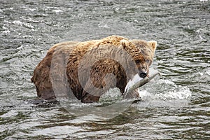 Grizzly bears of Katmai NP