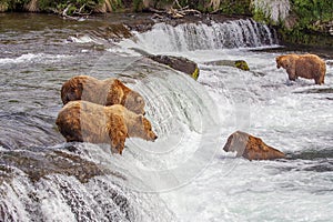 Grizzly bears of Katmai NP