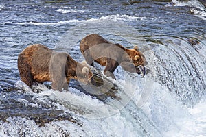 Grizzly bears of Katmai NP