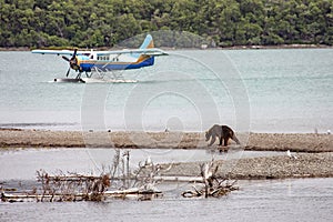 Grizzly bears fishing for salmon