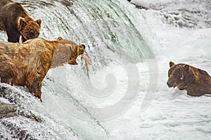 Grizzly bears fishing for salmon