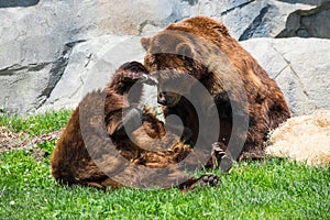 Grizzly bears fooling around